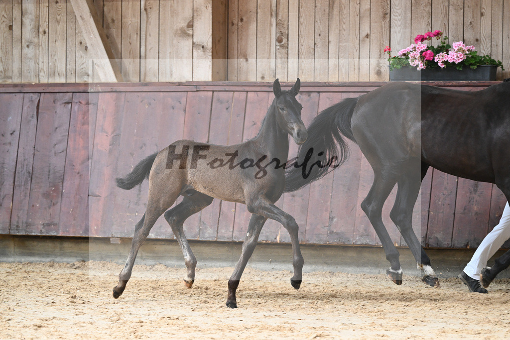 Kat-Nr. 21 HF Va Pensiero_Albert_26230287 | hf-fotografie - Realisiert mit Pictrs.com