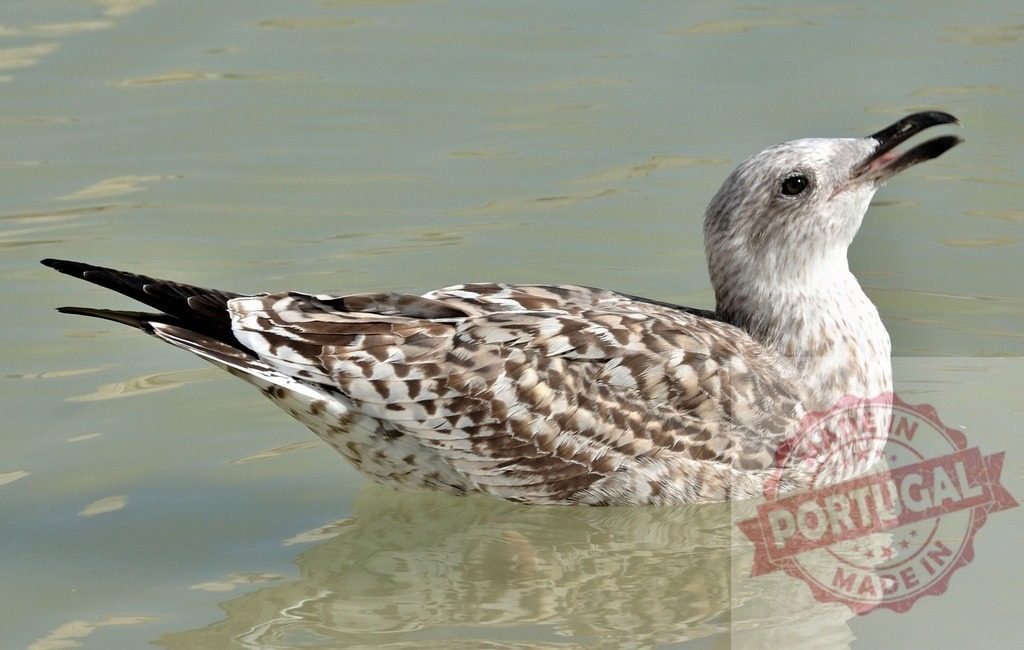 Juvenile seagull swimming in calm water with open beak | Juvenile seagull gracefully swimming, facing right with its beak open, on a calm water surface - Realisiert mit Pictrs.com