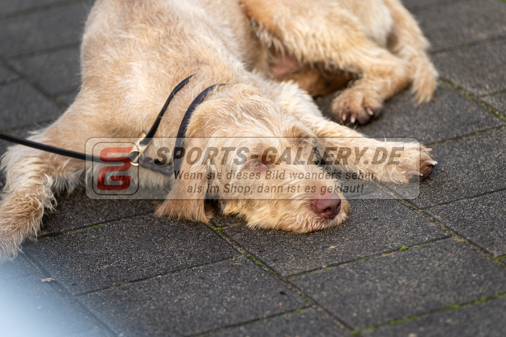 HK_20241019_107811 | 1. Bundesliga Herren Crefelder HTC - Großflottbeker THGC am 19.10.2024 CHTC, Krefeld ,