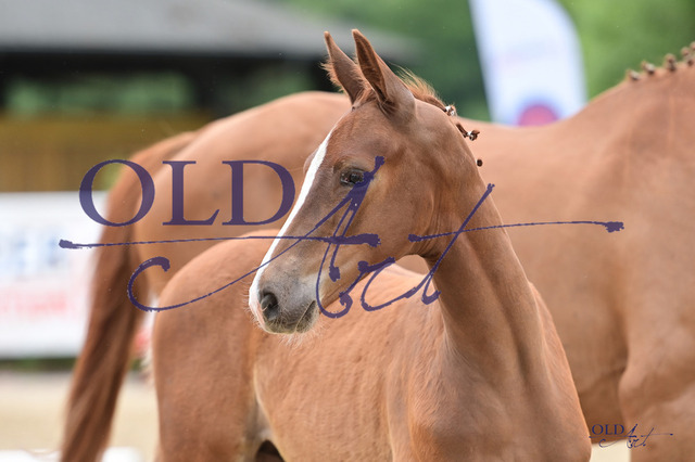 32 DE433330151823 FRE Ellis - Lauries Crusador xx - Feiner Stern_DSC_6814 Kopie | <meta name="description" content="★Offizieller Merchandise und Foto-/Videostore des Oldenburger Verbandes.★ ✅Jetzt auch digital Ausdrucke erhältlich." />
<meta name="keywords" content="Merchandise Foto-/Videostore Oldenburger Verband Photographie 