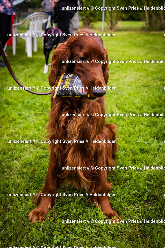 Sven Pries | 2024-09-22 - Hunderennen Baden-BadenPudelverein - Realisiert mit Pictrs.com