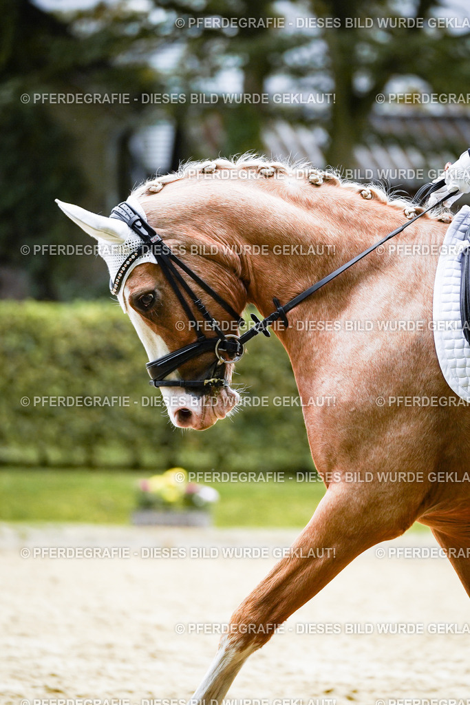 DSC01158 | Pferdegrafie