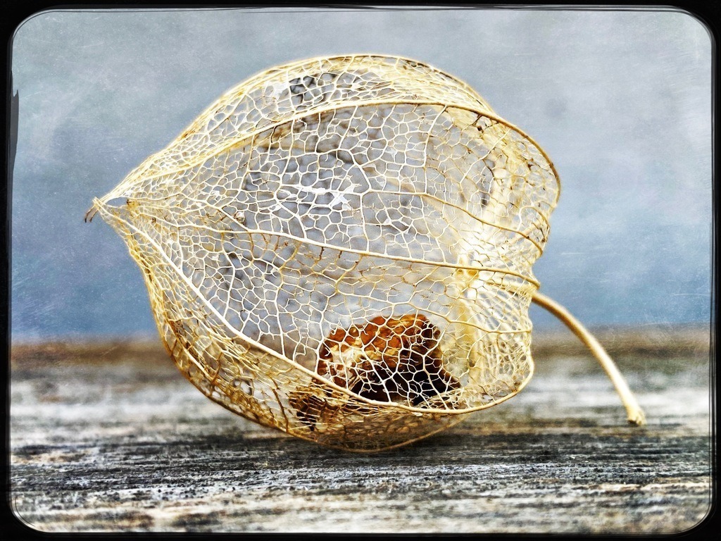 Pflanze | BILDER AN DIE WAND                                                verschönern sie ihr Büro, ihre Praxis oder ihre viel Wände zu Haus  - Realisiert mit Pictrs.com