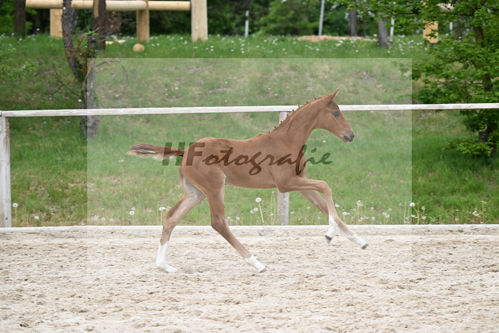 Kat-Nr. 18 SF Feliciano x Va Bene_Schuster_24260865 | hf-fotografie - Realisiert mit Pictrs.com
