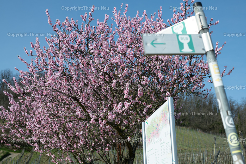 Mandelbluete-Bergstrasse-Weinberge-Fruehling-hessische-bergstrasse-Bensheim-Heppenheim-Fotografie-Thomas_neu-4798 | Die Mandelblüte an der Hessischen Bergstraße gehört zu den schönsten Frühlingsmomenten der Region. Ein blühender Mandelbaum steht oberhalb der Weinberge zwischen Bensheim und Heppenheim und bietet einen weiten Blick über die Rebenlandschaft.  Die Kombination aus blühenden Mandelbäumen, Weinbergen und der sanften Landschaft der Bergstraße macht diese Szene zu einem typischen Motiv des Frühlings in Südhessen.,Bild: Thomas Neu