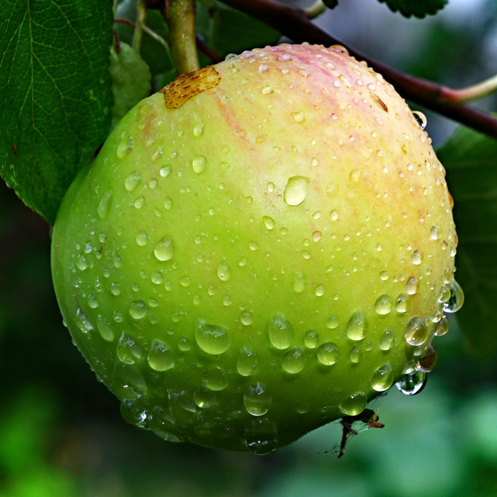 Apfel01q | greenwatching-with-luci - Realisiert mit Pictrs.com