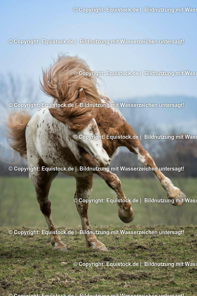 20150315_TOMsPiC_0062 | equistock