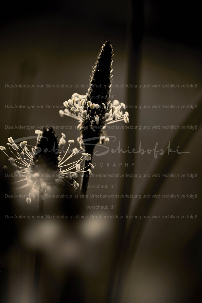 Wandbild Spitzwegerich | People- und Tierfotografie, Imageaufnahmen, Veranstaltungsfotografie und Wandbilder aus der Natur ★ Made in Germany ✔️ Druck + Downloads ✔️ Naturfotografie in Top Qualität ★ schneller Versand, weltweite Lieferung! - Realisiert mit Pictrs.com