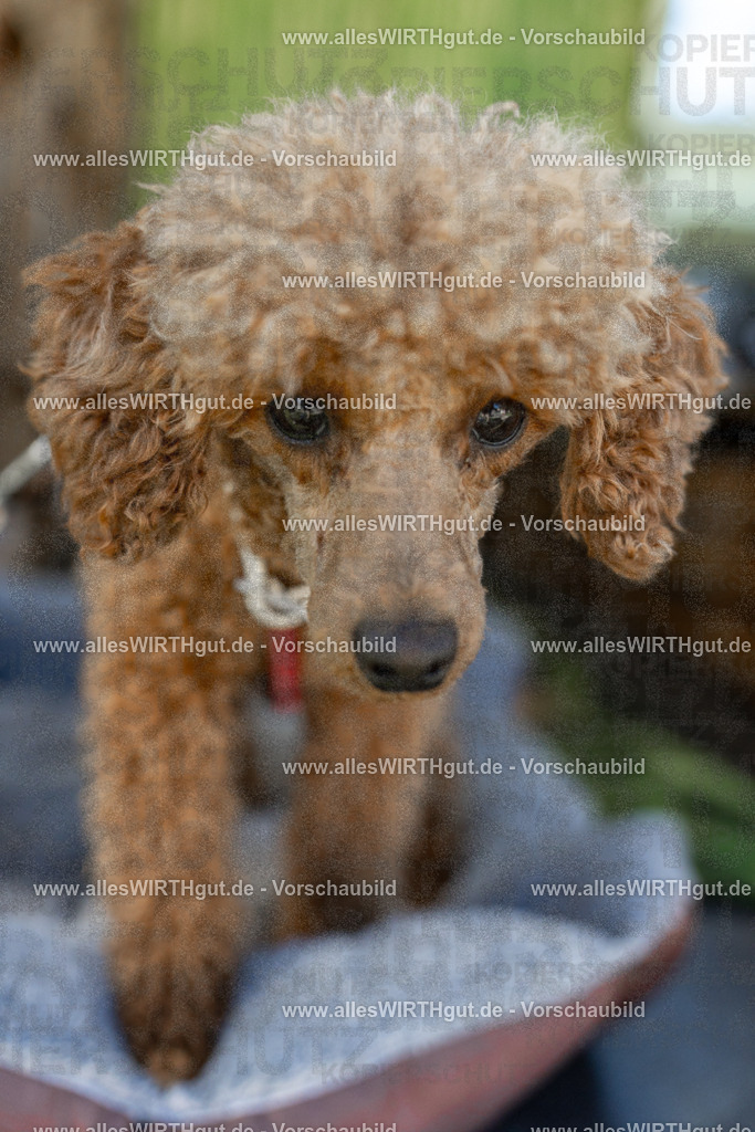 Hundeschwimmen_Volksbad_2026-allesWIRTHgut_Tierfotografie-2609061111-102156-7R509510 | Professionelle Tierfotografie in Mönchengladbach von Daniel Wirth (allesWIRTHgut). Liebevolle & natürliche Bilder von Hunden & Katzen für unvergessliche Erinnerungen.