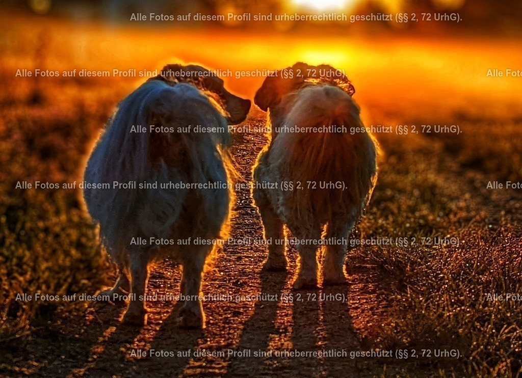 eZy_watermark_08-06-2023_05-55-55_2-01 | krollfotografie - Realisiert mit Pictrs.com