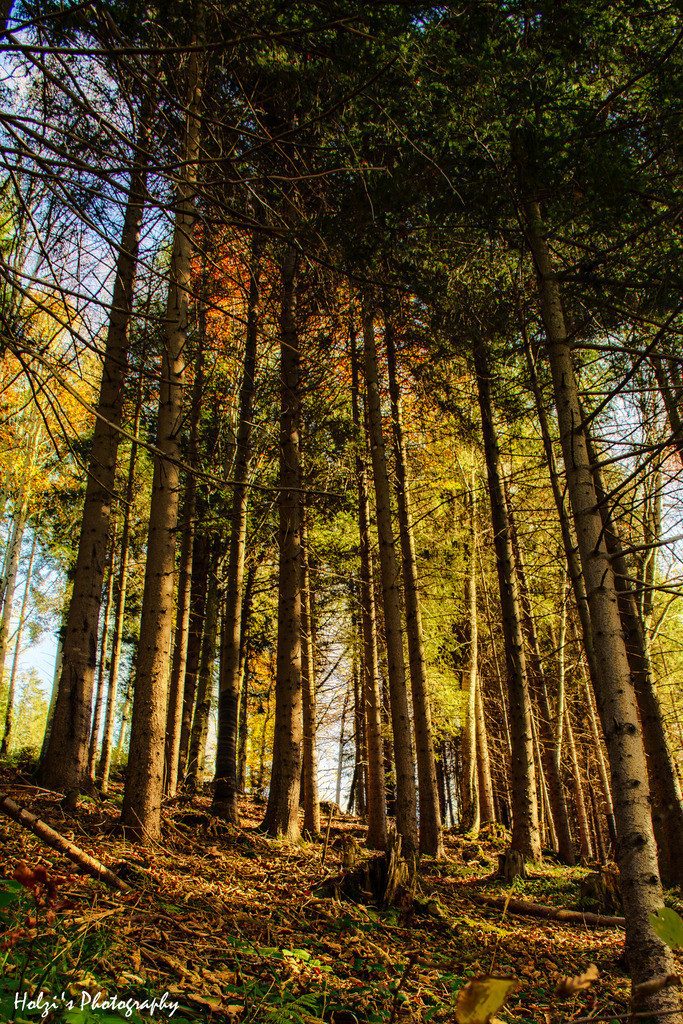 The Resting Forest in the Golden Light | Holzisphotography, Landschaftsfotografie, Wildlifefotogorafie - Realisiert mit Pictrs.com