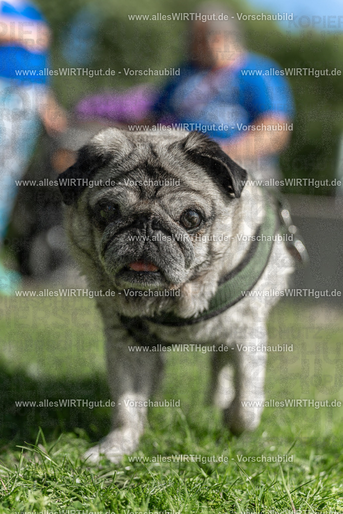 Hundeschwimmen_Volksbad_2026-allesWIRTHgut_Tierfotografie-2609061434-7R501127 | Professionelle Tierfotografie in Mönchengladbach von Daniel Wirth (allesWIRTHgut). Liebevolle & natürliche Bilder von Hunden & Katzen für unvergessliche Erinnerungen.