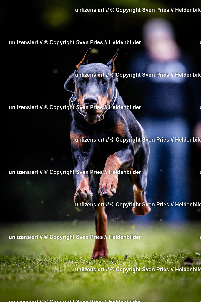 Sven Pries | 2025-10-03 - Hunderennen Obergrombach - Realisiert mit Pictrs.com