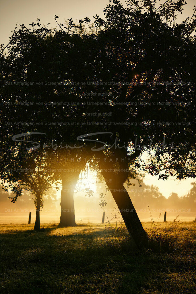 Wandbild Sonnenaufgang | People- und Tierfotografie, Imageaufnahmen, Veranstaltungsfotografie und Wandbilder aus der Natur ★ Made in Germany ✔️ Druck + Downloads ✔️ Naturfotografie in Top Qualität ★ schneller Versand, weltweite Lieferung! - Realisiert mit Pictrs.com