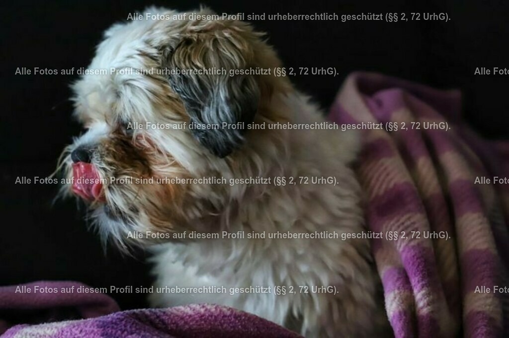 6f83ae500a331c14f487db66657a1256 | krollfotografie - Realisiert mit Pictrs.com