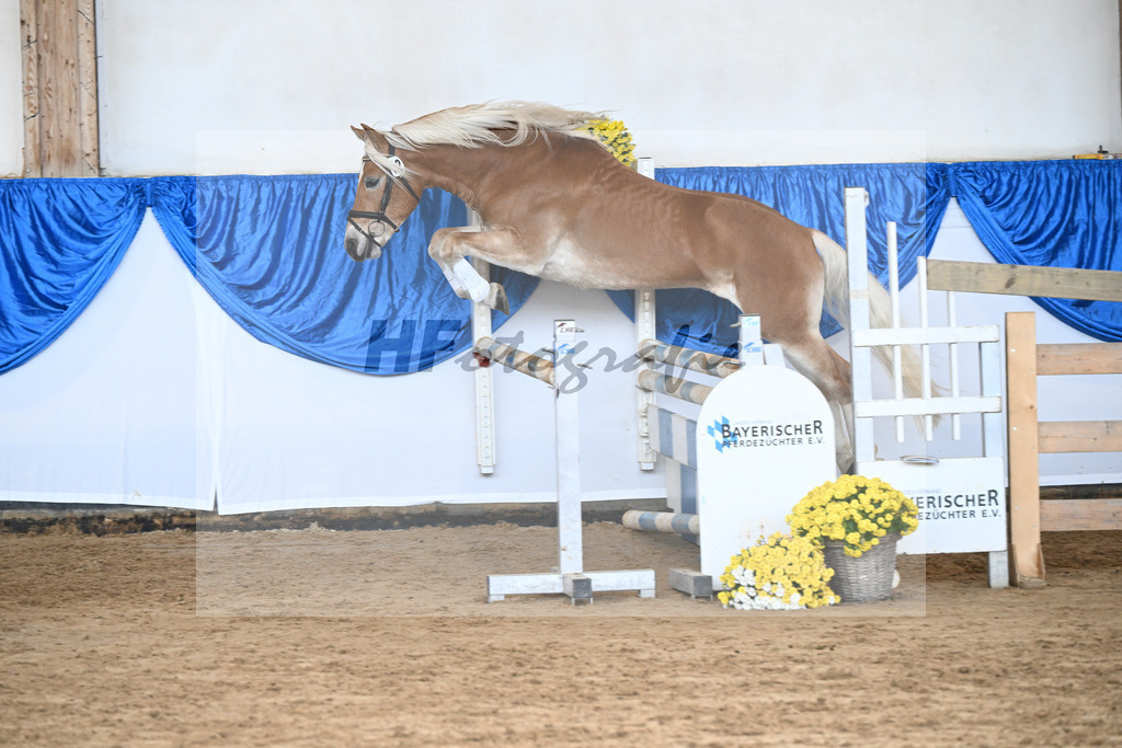 Kat-Nr. 12 Amaretto Ass v. Abraxas_Kern_48250265 | hf-fotografie - Realisiert mit Pictrs.com