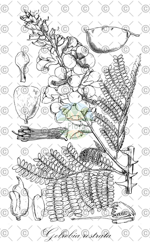 HistAbb_wfo-0000696053_9_ENZY_Simple | Historische Abbildung von Gelrebia rostrata - Fabaceae | Historical Illustration of Gelrebia rostrata - Fabaceae