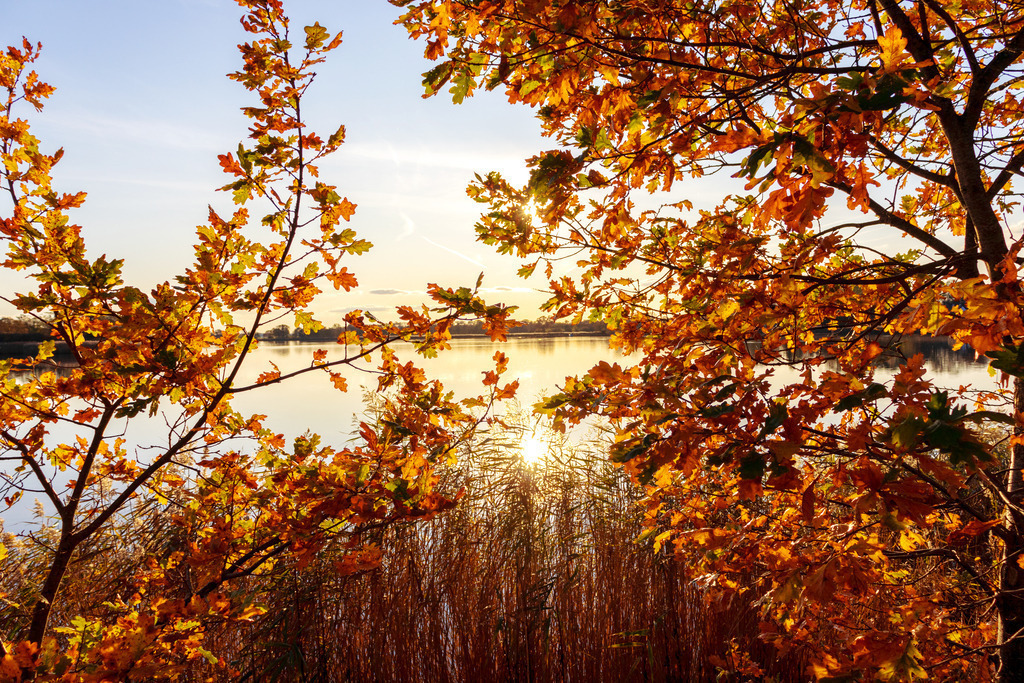 Wanbild: Goldener Herbst in Linaunis an der Schlei | Dieses Wandbild im Querformat zeigt den goldenen Herbst an der Schlei in Lindaunis. Im Vordergrund sind zwei kleine Bäume zu sehen, die in allen Herbstfarben leuchten. Auf der Schlei ist eine Reflexion der Sonne zu sehen.  - Realisiert mit Pictrs.com