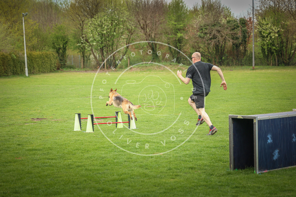 Pfotenfotografie_0L8A9764 | Hundefotografie, Tierfotograf, Pfotenfotografie, Fotoshooting Hund, Hunde Portrait, Hundesport, Hundeportraits, Heideshooting, Hunde, Sportfotograf, Hundefotograf, Turnierhundsport, THS,  - Realisiert mit Pictrs.com