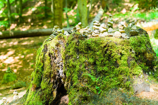 _DSC1105 | Shop für Prints Landschaftsfotografie Sächsische Schweiz Naturfotografie in Thüringen Fotos vom Findlingspark Nochten Kloster Sankt Marienstern Bilder Festung Königstein PanoramaRhododendronpark Kromlau FotogalerSchleswig-Holstein Küstenlandschaften