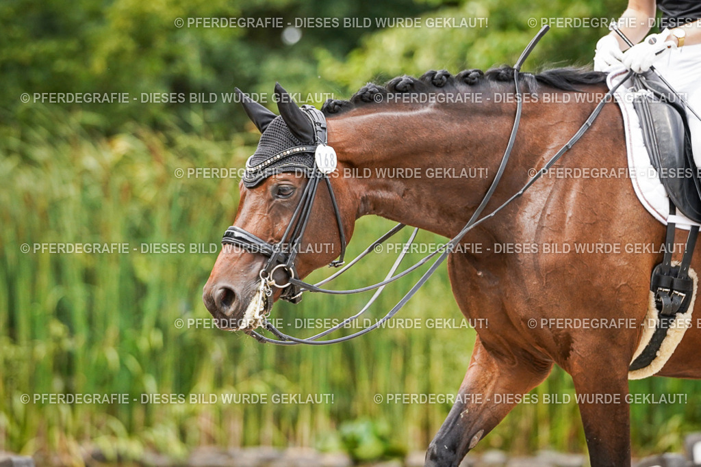 DSC06182 | Pferdegrafie