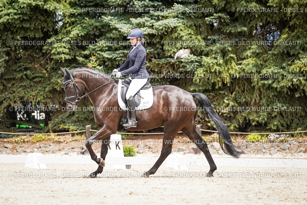 DSC03540 | Pferdegrafie