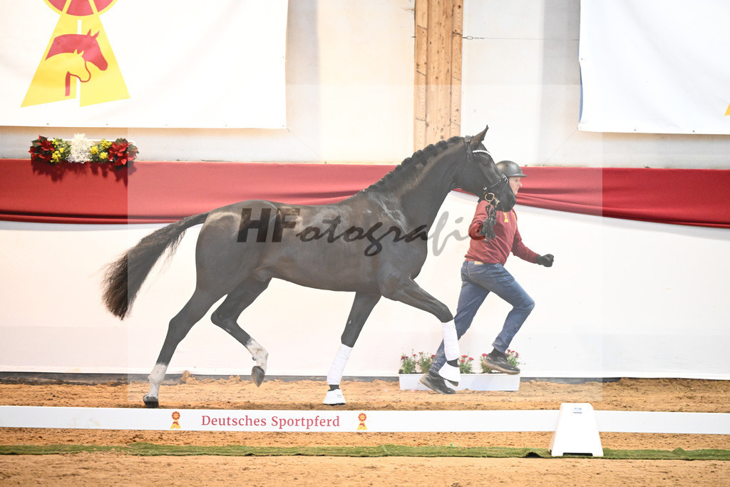 Kat-Nr. 49 Springbank II VH x Dante Weltino_Winklmaier_43232042 | hf-fotografie - Realisiert mit Pictrs.com