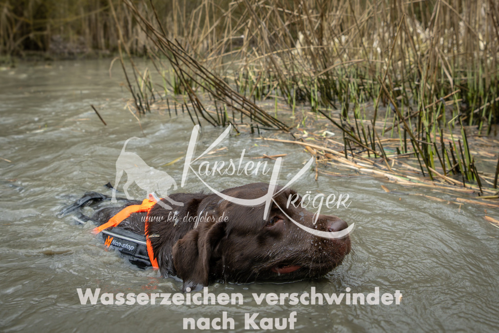 1357_ZZ95268 | kk-dogfotos