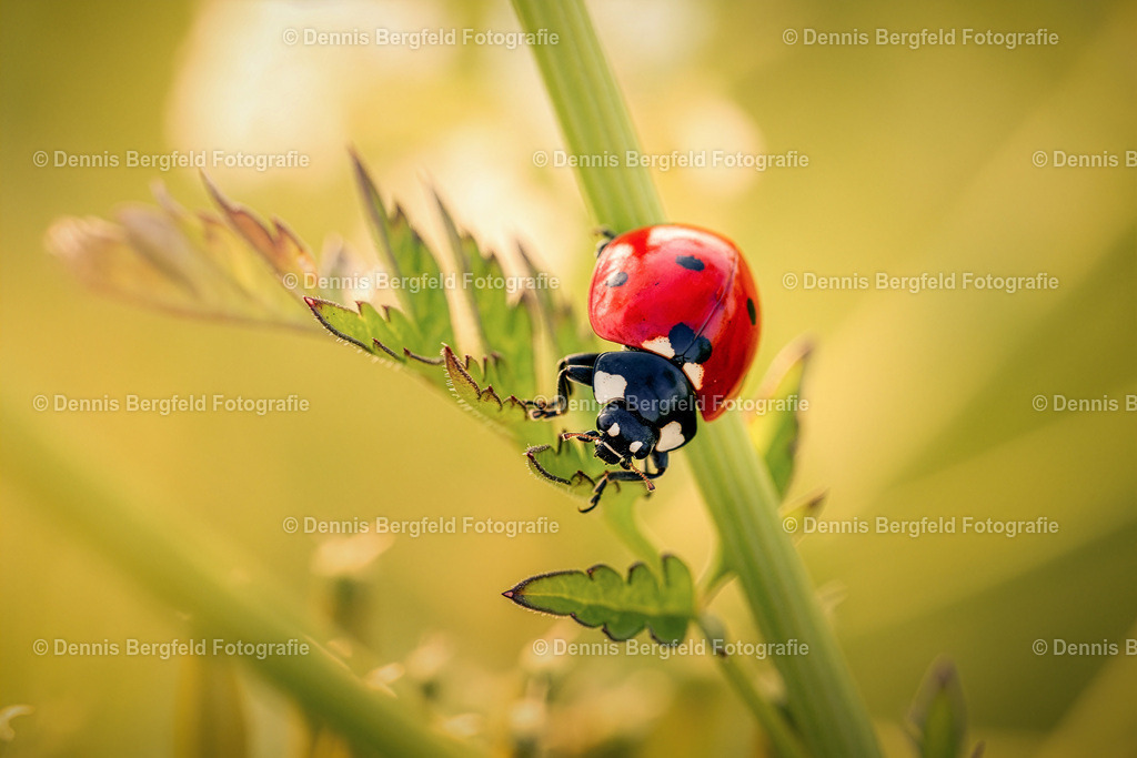 Marienkäfer 5 | Entdecken Sie Natur, Makro und Tierfotografie von Dennis Bergfeld.Besondere Momente und Details der Natur, hochwertig als Foto und Wandbild erhältlich. - Realisiert mit Pictrs.com