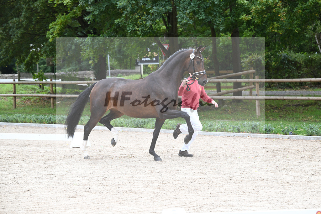 Kat-Nr. 29 Vjera_Gestuet Greim_49220992 | hf-fotografie - Realizzato con Pictrs.com