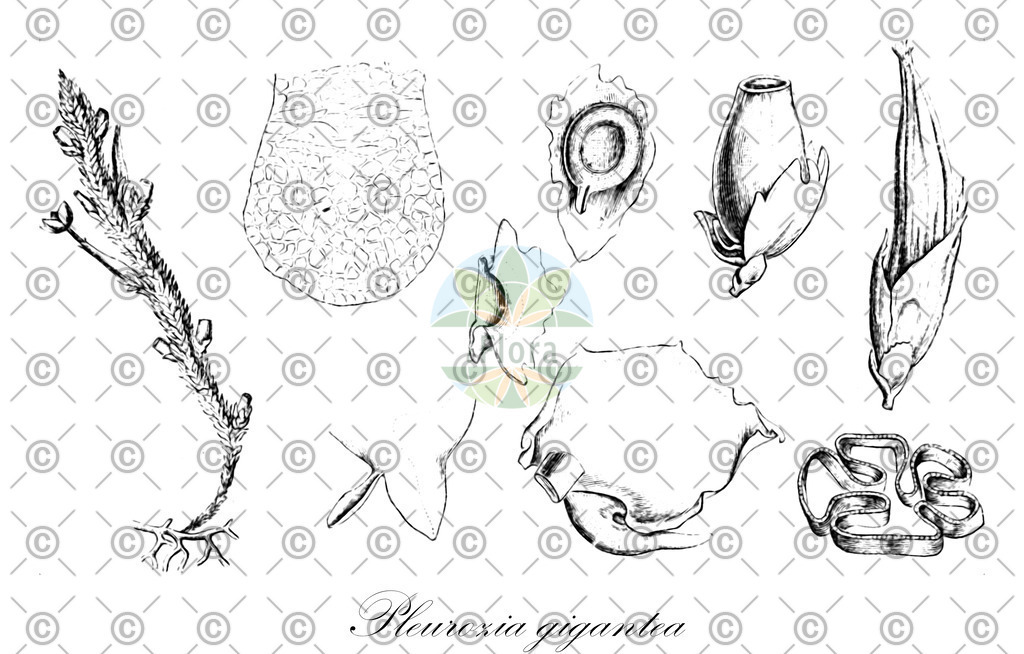 HistAbb_wfo-0001160195_1_ENZY_Simple | Historische Abbildung von Pleurozia gigantea - Pleuroziaceae | Historical Illustration of Pleurozia gigantea - Pleuroziaceae