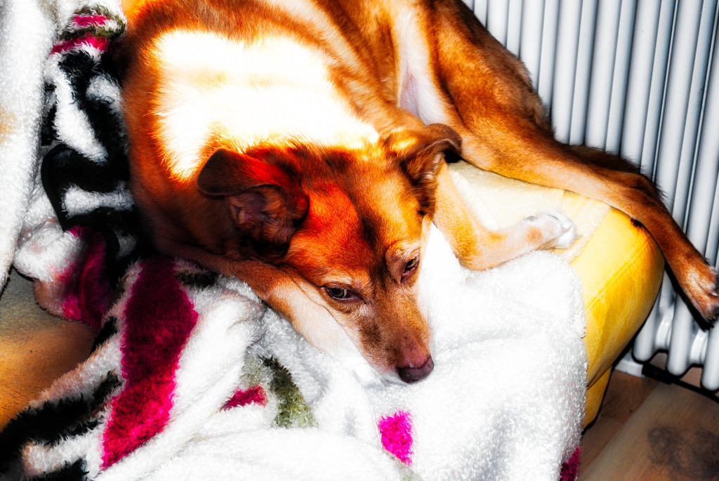 Hunde (1) | Tierfotografie / Haustierfotografie - Realisiert mit Pictrs.com