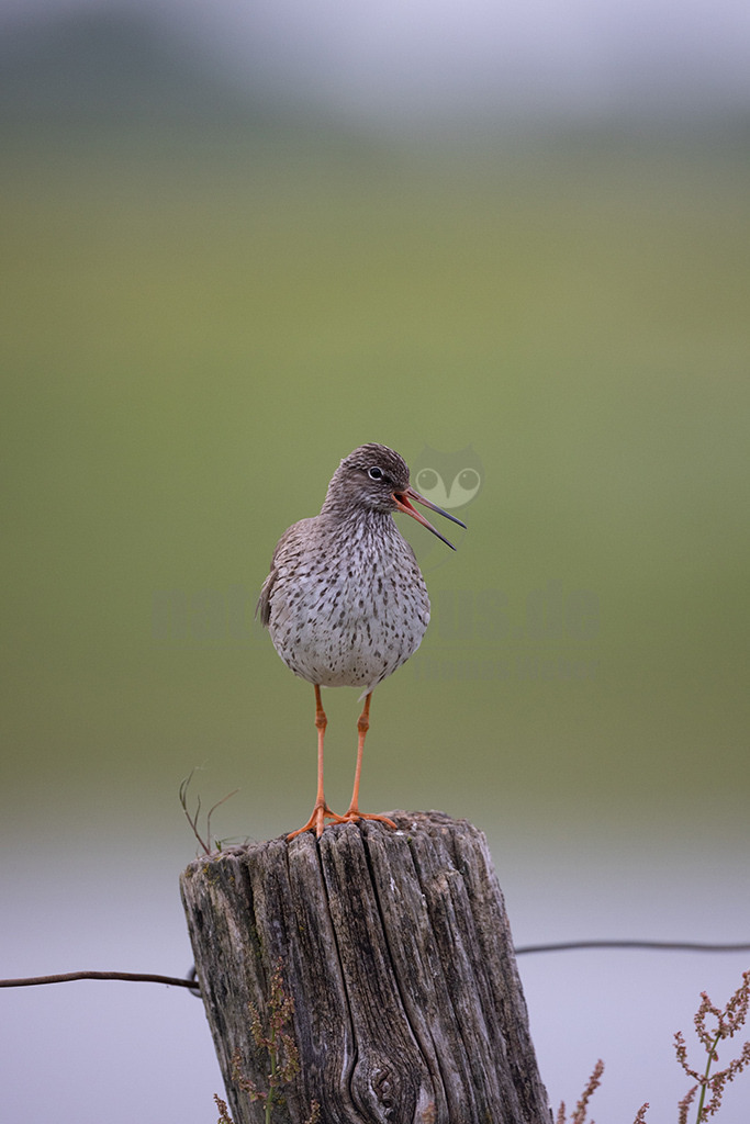 R5NF6642-20230521 | Der Rotschenkel ist eine Vogelart aus der Familie der Schnepfenvögel. Er ist ein Brutvogel über weite Bereiche Eurasiens. Zu seinem Lebensraum gehören die mediterrane bis boreale Zone, und er kommt in Asien auch in Steppen- und Wüstengebieten vor. - Realisiert mit Pictrs.com