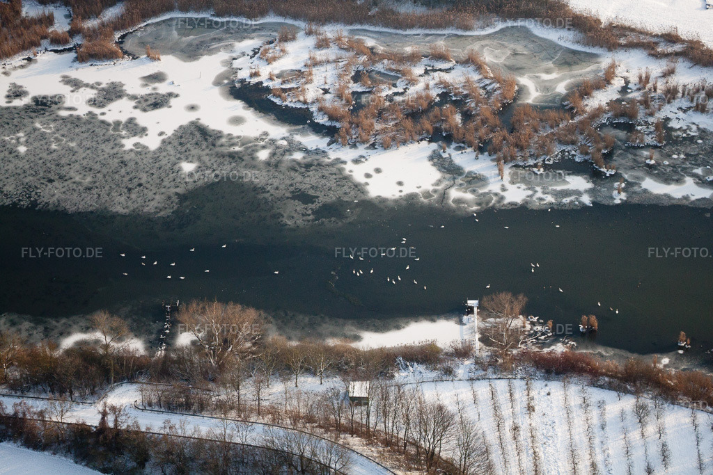 Luftbild: Vögel auf dem Eis der gefrorenen Wasseroberfläche des Altrheins mit verschneiten Ufern im Ortsteil Wörth-Oberwald in Wörth am Rhein im Bundesland Rheinland-Pfalz in Deutschland. Foto: IMG_35804.jpg vom 04.12.2010 durch Werner Riehm/FLY-FOTO.de