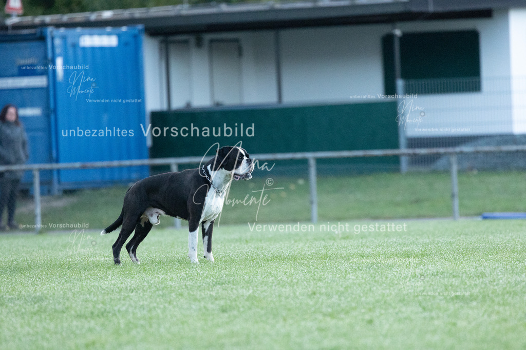 _16A5729 | Einzigartige Fotos von Hunden & Menschen –Actionfotos, Portraits, Vereinsaufnahmen & Paarshootings – authentisch, lebendig & mit Herz.