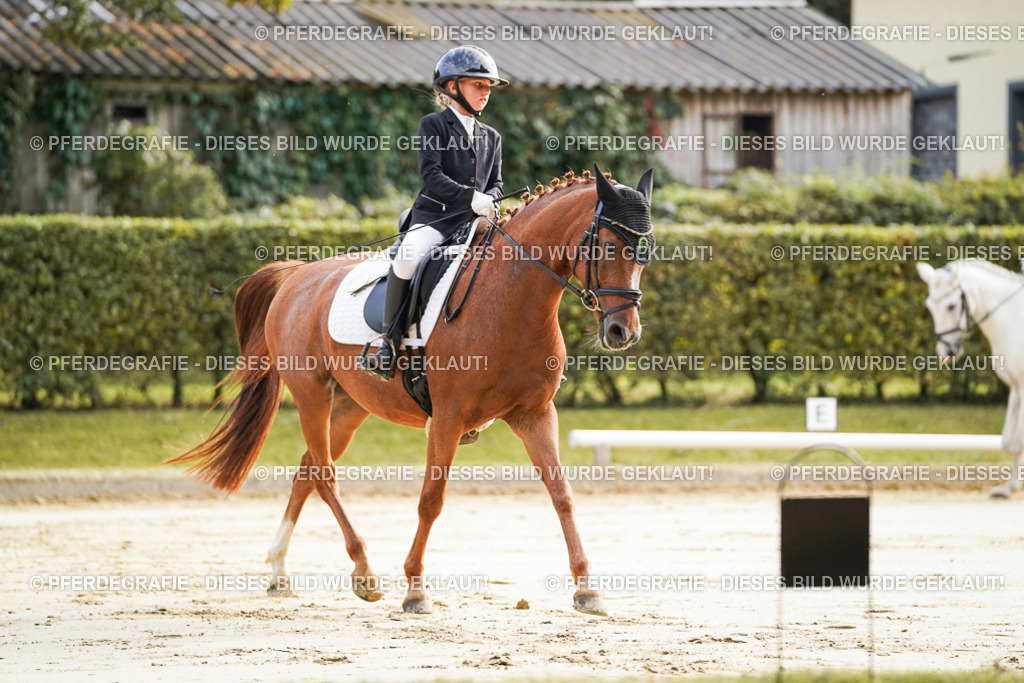 DSC05474 | Pferdegrafie