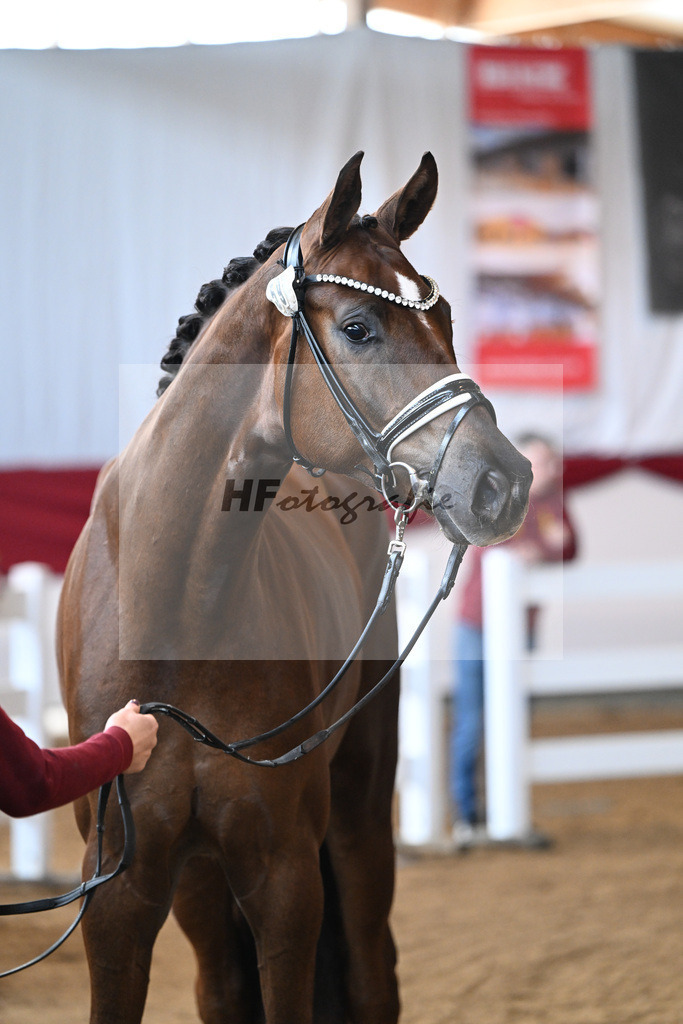 Kat-Nr. 59 Felix v. Feinrich_Schepper_7250614 | hf-fotografie - Realisiert mit Pictrs.com