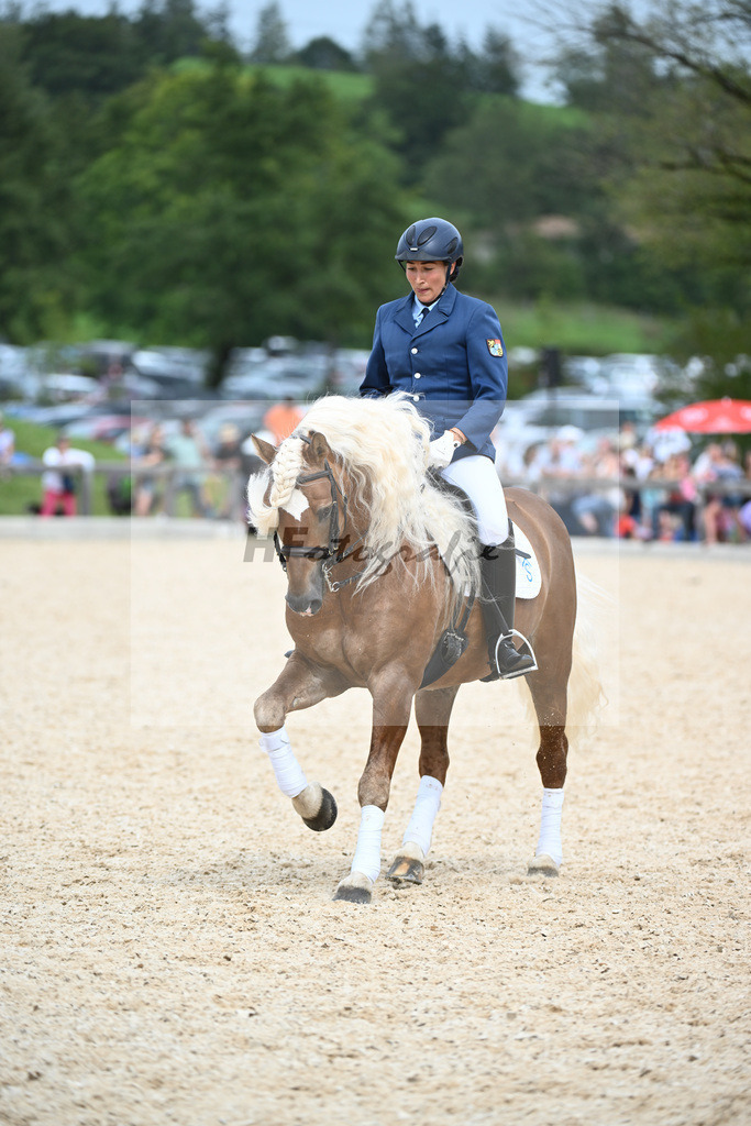 Haflinger in der Arbeit_36240504 | hf-fotografie - Realisiert mit Pictrs.com