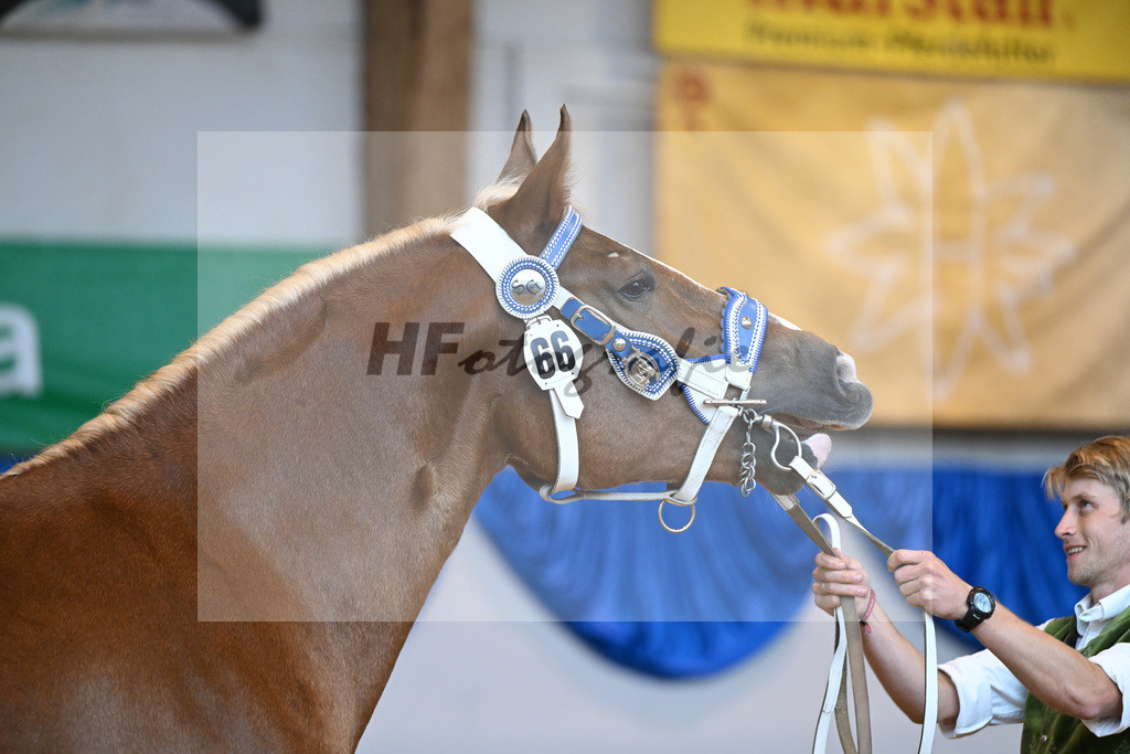 Kat-Nr. 66 Florida G_Grandauer_53220229 | hf-fotografie - Realisiert mit Pictrs.com