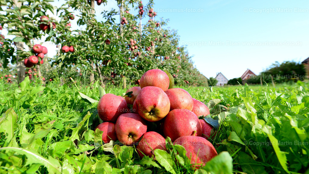 Altes Land Apfel mit Fachwerk_ELS_5138 | Altes Land - Aufnahmedatum: 15.09.2015, Aufnahmehöhe:  m, Koordinaten:  - , Bildgröße: 6052 x  3404 Pixel - Copyright 2015 by Martin Elsen, Kontakt: Tel.: +49 157 74581206, E-Mail: info@schoenes-foto.deSchlagwörter:Altes Land - Realisiert mit Pictrs.com