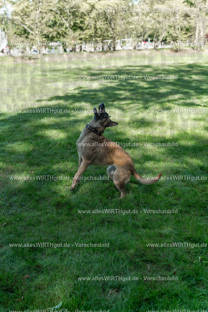 Hundeschwimmen_Volksbad_2026-allesWIRTHgut_Tierfotografie-2609061148-105817-7R509942 | Professionelle Tierfotografie in Mönchengladbach von Daniel Wirth (allesWIRTHgut). Liebevolle & natürliche Bilder von Hunden & Katzen für unvergessliche Erinnerungen.