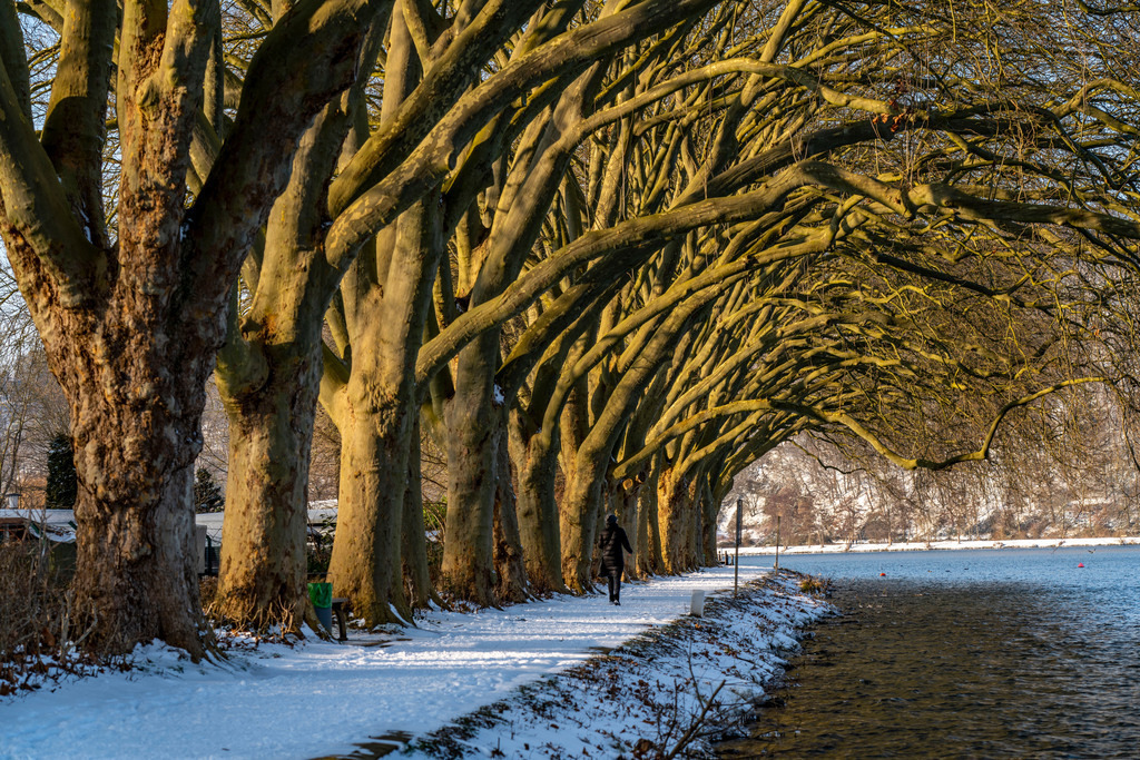 JT-210209 | Winter, verschneite Landschaft, Winterspaziergang am Baldeneysee, Platanen Allee, Uferweg, am Haus Scheppen,  Essen, NRW, Deutschland - Realisiert mit Pictrs.com