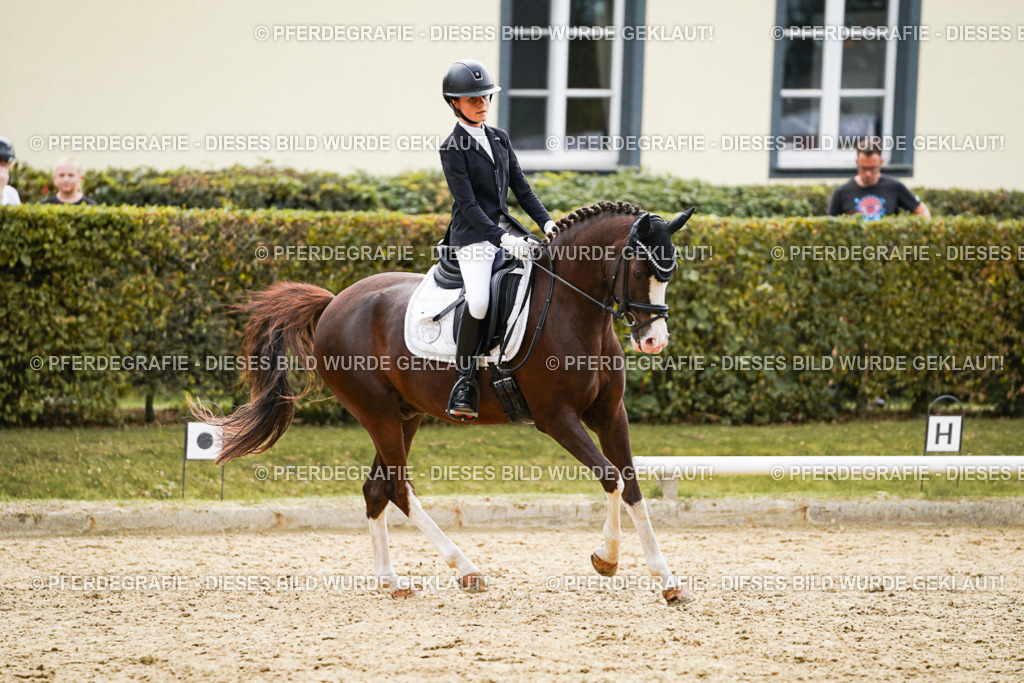 DSC01054 | Pferdegrafie