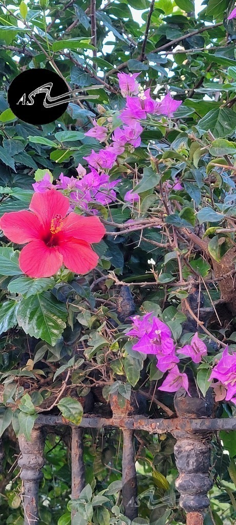 11. Hibiskus as | Angelika Schorn - Realisiert mit Pictrs.com