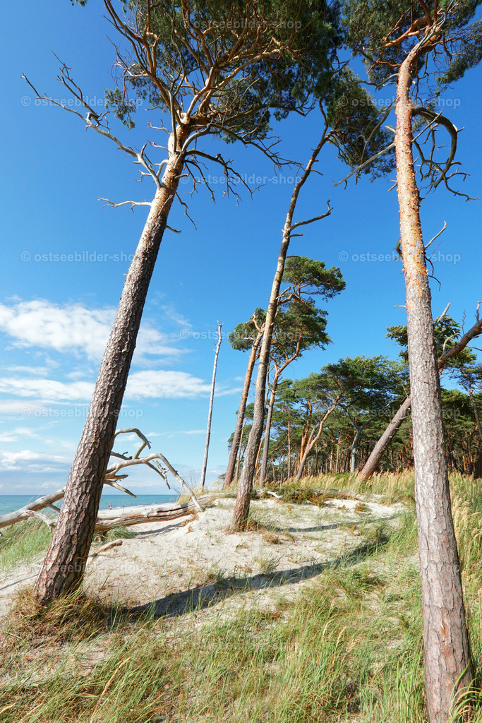 Kiefern des Darsswaldes | Der Wind und die salzige Luft der Ostsee beginnen die Bäume in erster Reihe zu schälen, bis sie umfallen und vom Meer mitgenommen werden.