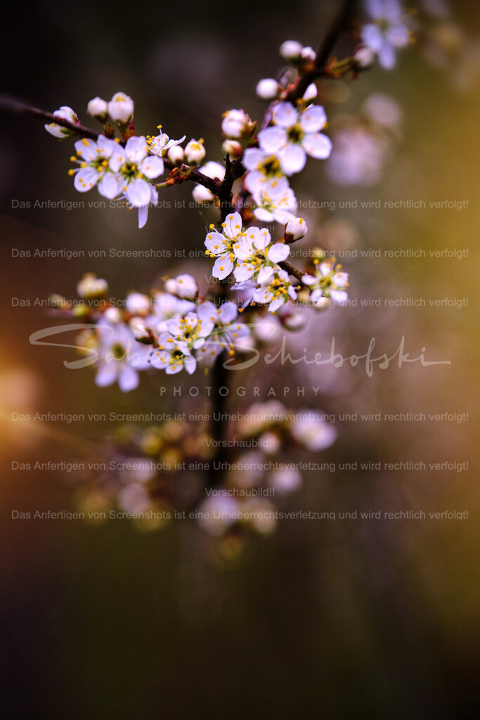 Wandbild Schlehe I Schlehdorn I Schwarzdorn | People- und Tierfotografie, Imageaufnahmen, Veranstaltungsfotografie und Wandbilder aus der Natur ★ Made in Germany ✔️ Druck + Downloads ✔️ Naturfotografie in Top Qualität ★ schneller Versand, weltweite Lieferung! - Realisiert mit Pictrs.com