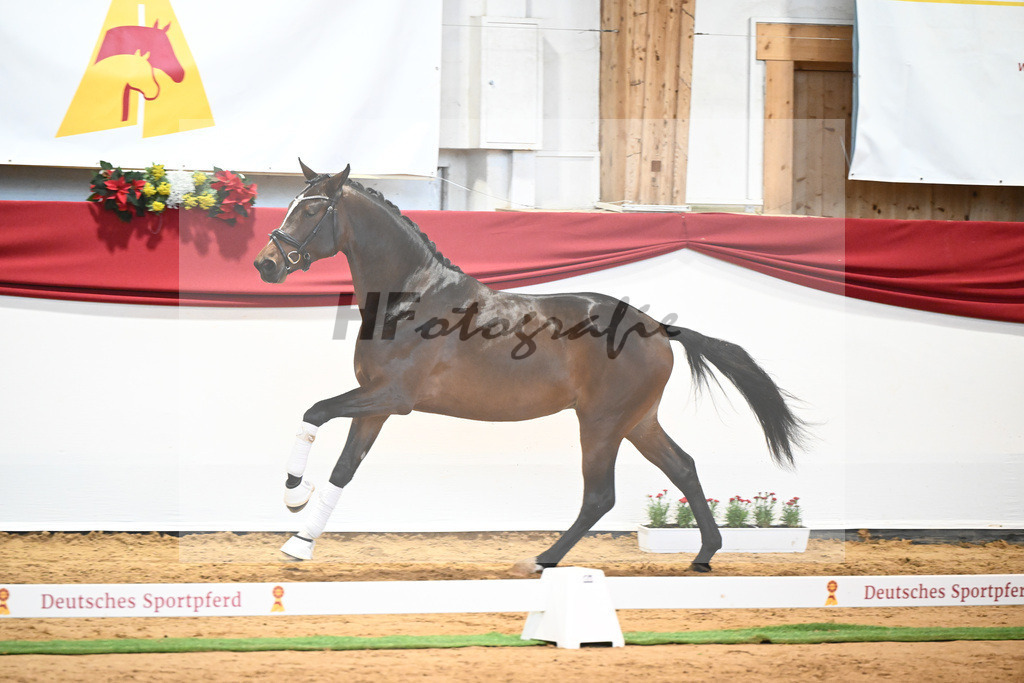 Kat-Nr. 7 Bon Vivaldi x Florencio I_Kornes_43231787 | hf-fotografie - Realisiert mit Pictrs.com