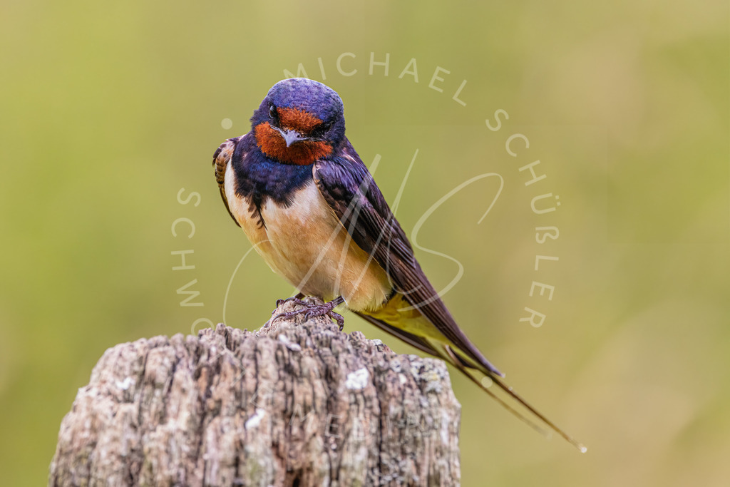 2021-07-22 Eidersperrwerk u Moewen - 051 | Schwotte Media - Realisiert mit Pictrs.com