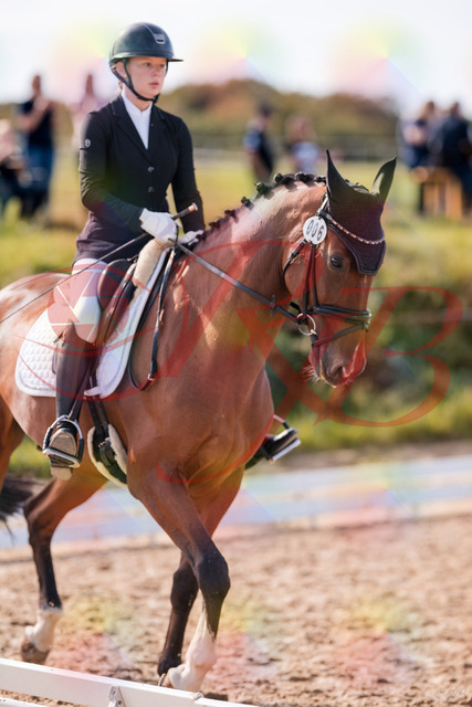 2026_10_03_Siefer-Hof_131711_Z81_65778718 | Professionelle Reitsport-, Turnier- und Eventfotografie von Robert Broda. Galerien mit ausgewählten und bearbeiteten Bildern direkt online ansehen und bestellen.
