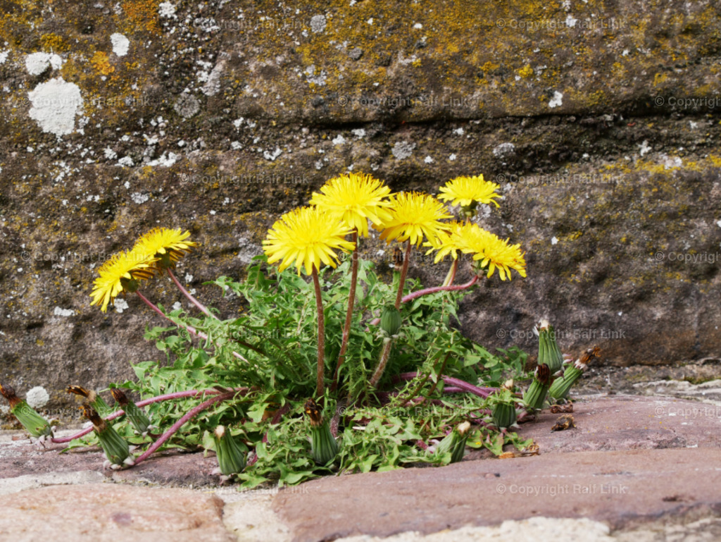 Löwenzahn | Stockfotos, Fotos mit Miniaturfiguren und kreativen Ideen. Dabei auch vieles aus der Metropolregion Rhein-Neckar. 